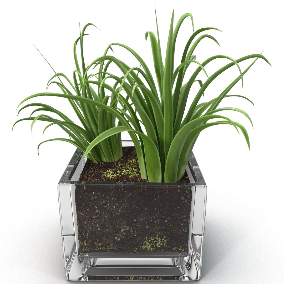 shrub dracaena square glass vase 3ds https://p.turbosquid.com/ts-thumb/X9/owHMa0/AvvVw20s/shrubdracaenainsquareglassvase_12/jpg/1396473918/1920x1080/fit_q87/200e673da8b5b4c0666bf3752f30ebf9664f4d64/shrubdracaenainsquareglassvase_12.jpg