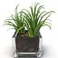 Shrub Dracaena in Square Glass Vase