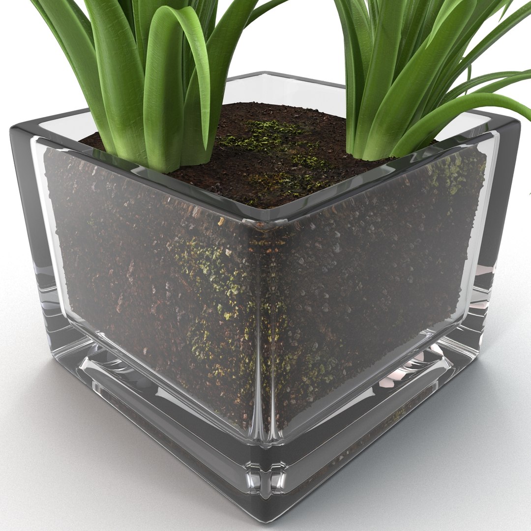 shrub dracaena square glass vase 3ds https://p.turbosquid.com/ts-thumb/X9/owHMa0/AxvsCTJD/shrubdracaenainsquareglassvase_20/jpg/1396473948/1920x1080/fit_q87/7c185bc7429c491a48313e424c7904153c8f6983/shrubdracaenainsquareglassvase_20.jpg