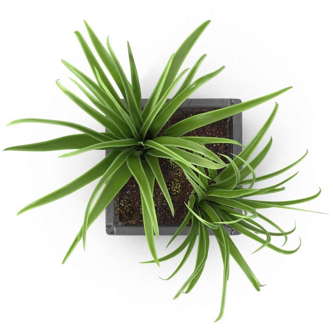 shrub dracaena square glass vase 3ds https://p.turbosquid.com/ts-thumb/X9/owHMa0/Clj1KHyf/shrubdracaenainsquareglassvase_16/jpg/1396473932/1920x1080/fit_q87/ed98c6d8348a84bbae3d1050e74cdb278e3863d8/shrubdracaenainsquareglassvase_16.jpg