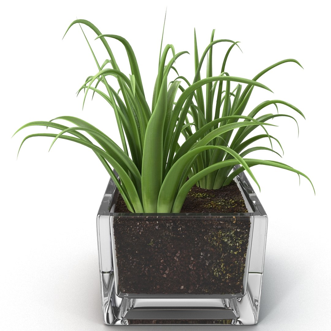 shrub dracaena square glass vase 3ds https://p.turbosquid.com/ts-thumb/X9/owHMa0/FKtqer4k/shrubdracaenainsquareglassvase_10/jpg/1396473911/1920x1080/fit_q87/a4d2f2f9584d0e05c877399610ea30a679d33014/shrubdracaenainsquareglassvase_10.jpg
