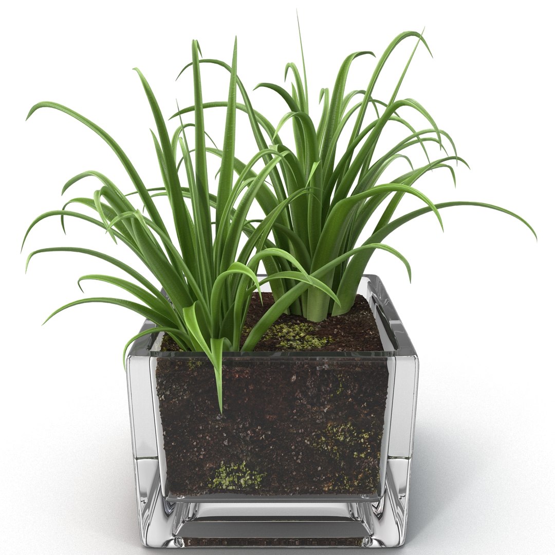 shrub dracaena square glass vase 3ds https://p.turbosquid.com/ts-thumb/X9/owHMa0/NXn8oTHr/shrubdracaenainsquareglassvase_14/jpg/1396473938/1920x1080/fit_q87/15883f114954652c97172369a54310c5a3960cd3/shrubdracaenainsquareglassvase_14.jpg
