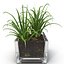 Shrub Dracaena in Square Glass Vase