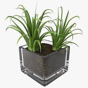 Shrub Dracaena in Square Glass Vase