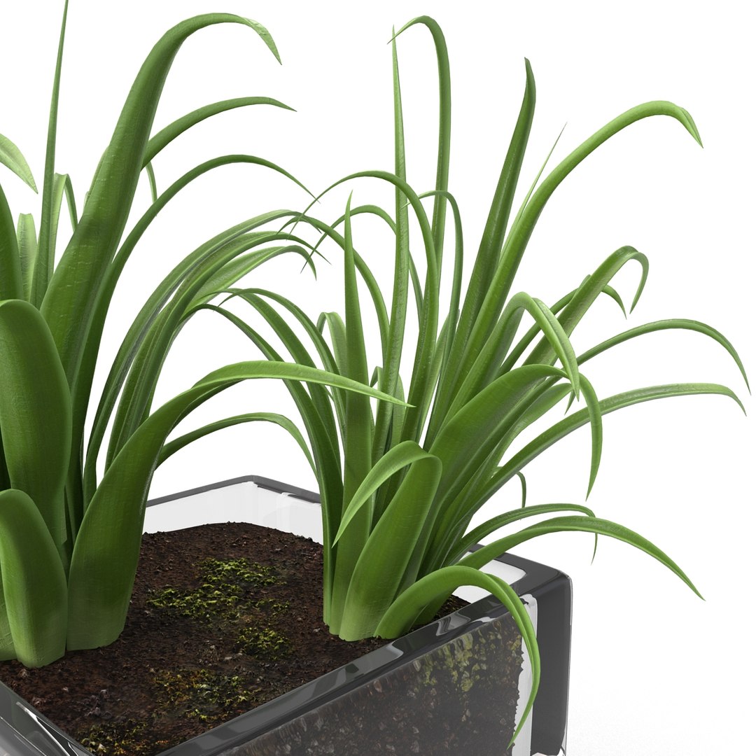 shrub dracaena square glass vase 3ds https://p.turbosquid.com/ts-thumb/X9/owHMa0/ozxtRZ8o/shrubdracaenainsquareglassvase_19/jpg/1396473944/1920x1080/fit_q87/a1a2fb23458b28c8b30dd102455673dfefc9aa30/shrubdracaenainsquareglassvase_19.jpg