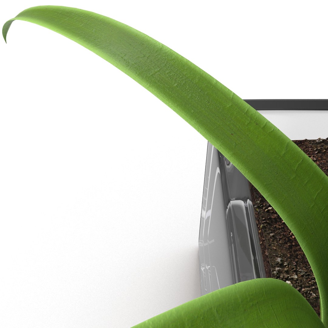 shrub dracaena square glass vase 3ds https://p.turbosquid.com/ts-thumb/X9/owHMa0/txqBj2JV/shrubdracaenainsquareglassvase_22/jpg/1396473968/1920x1080/fit_q87/9daa80784b428cebfd837a4168fa40f7559446c9/shrubdracaenainsquareglassvase_22.jpg