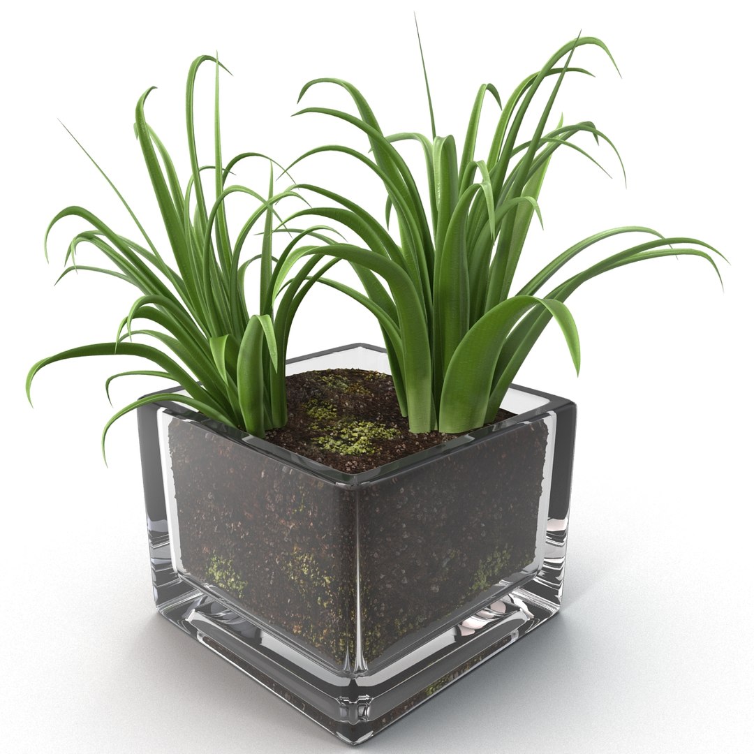 shrub dracaena square glass vase 3ds https://p.turbosquid.com/ts-thumb/X9/owHMa0/ua54A10a/shrubdracaenainsquareglassvase_13/jpg/1396473922/1920x1080/fit_q87/bf8723b137077ad02765b70adf16d17d9a7a7a99/shrubdracaenainsquareglassvase_13.jpg