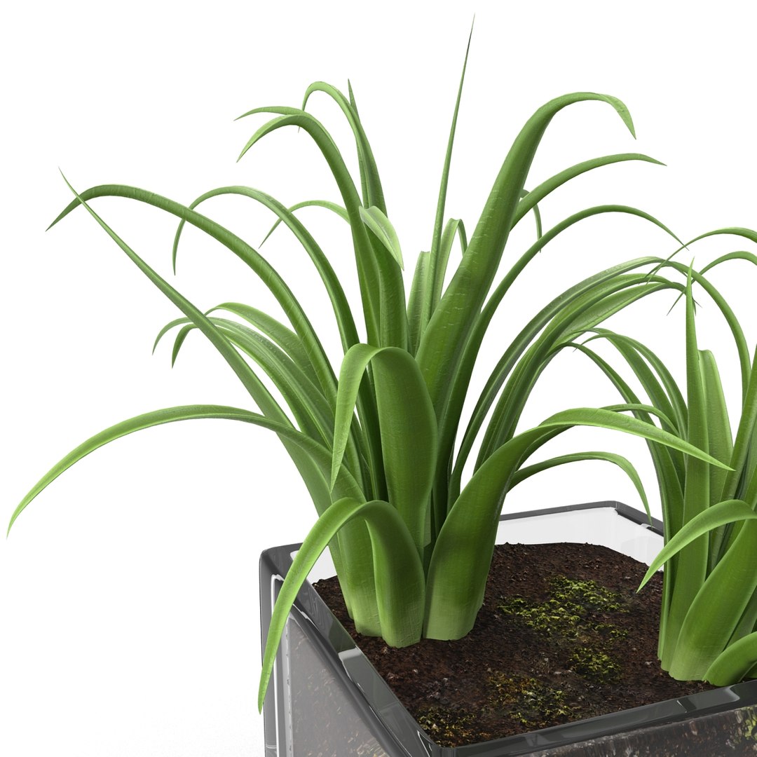 shrub dracaena square glass vase 3ds https://p.turbosquid.com/ts-thumb/X9/owHMa0/uoZaFjz6/shrubdracaenainsquareglassvase_18/jpg/1396473939/1920x1080/fit_q87/b0338127fb77463abe5c31a000fe98e3eb4c0525/shrubdracaenainsquareglassvase_18.jpg