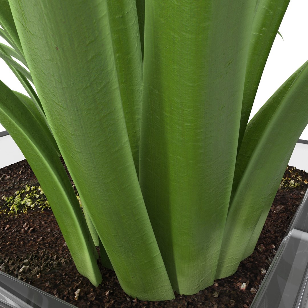 shrub dracaena square glass vase 3ds https://p.turbosquid.com/ts-thumb/X9/owHMa0/zJwSw9M9/shrubdracaenainsquareglassvase_21/jpg/1396473952/1920x1080/fit_q87/dd3ddbfd0b85dbced061e0ff9fa850e77c206f89/shrubdracaenainsquareglassvase_21.jpg