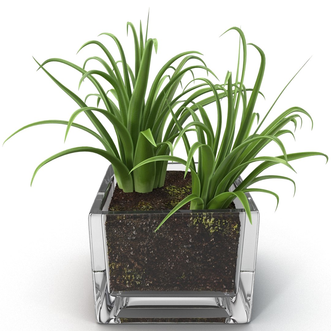shrub dracaena square glass vase 3ds https://p.turbosquid.com/ts-thumb/X9/owHMa0/zq3iGN2F/shrubdracaenainsquareglassvase_9/jpg/1396473908/1920x1080/fit_q87/df8b2768d632f8ba00ba617cde0cce389e085dcd/shrubdracaenainsquareglassvase_9.jpg