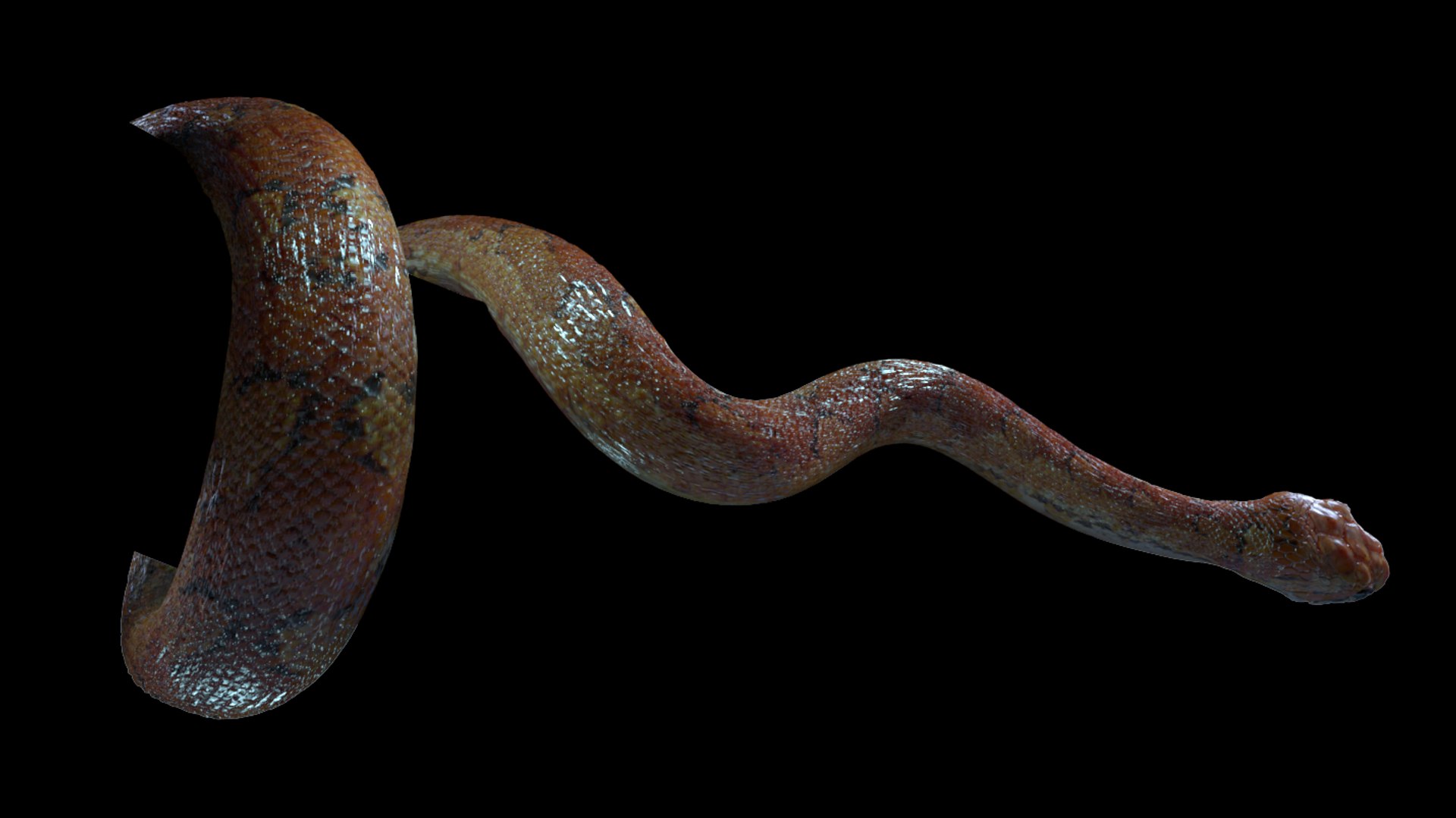 rigged snake 3d max https://p.turbosquid.com/ts-thumb/X9/uHjdwZ/l0d2y3FT/20160912_135211/png/1473677799/1920x1080/fit_q87/2ba4b86314870f0392bf59140f3701c26fdfd200/20160912_135211.jpg