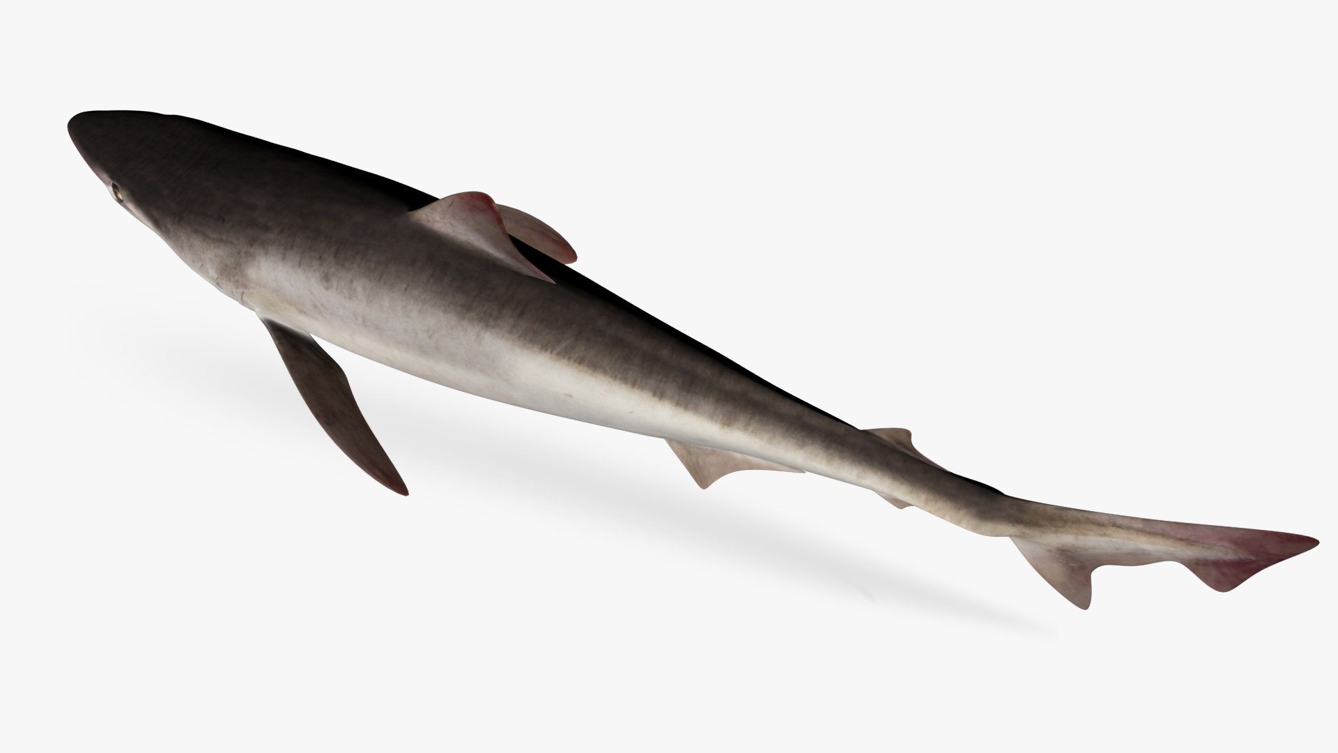 3D school shark https://p.turbosquid.com/ts-thumb/XA/1hvRtk/5Y/5/jpg/1613478644/1920x1080/fit_q87/cf17788ceb22ee5313462ae15b9c5fe351a7f886/5.jpg