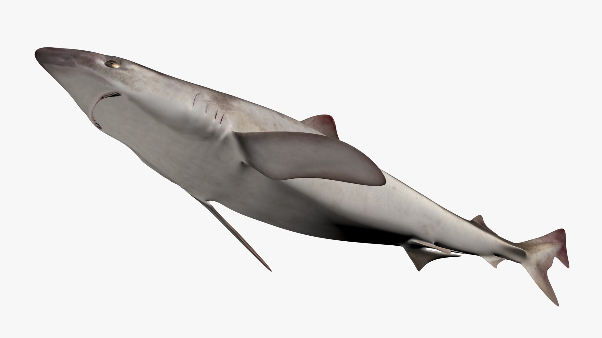 3D school shark https://p.turbosquid.com/ts-thumb/XA/1hvRtk/6i/2/jpg/1613478640/1920x1080/fit_q87/de62a6f3c03d4a0c1b2131dafc6ab6339f882f1e/2.jpg