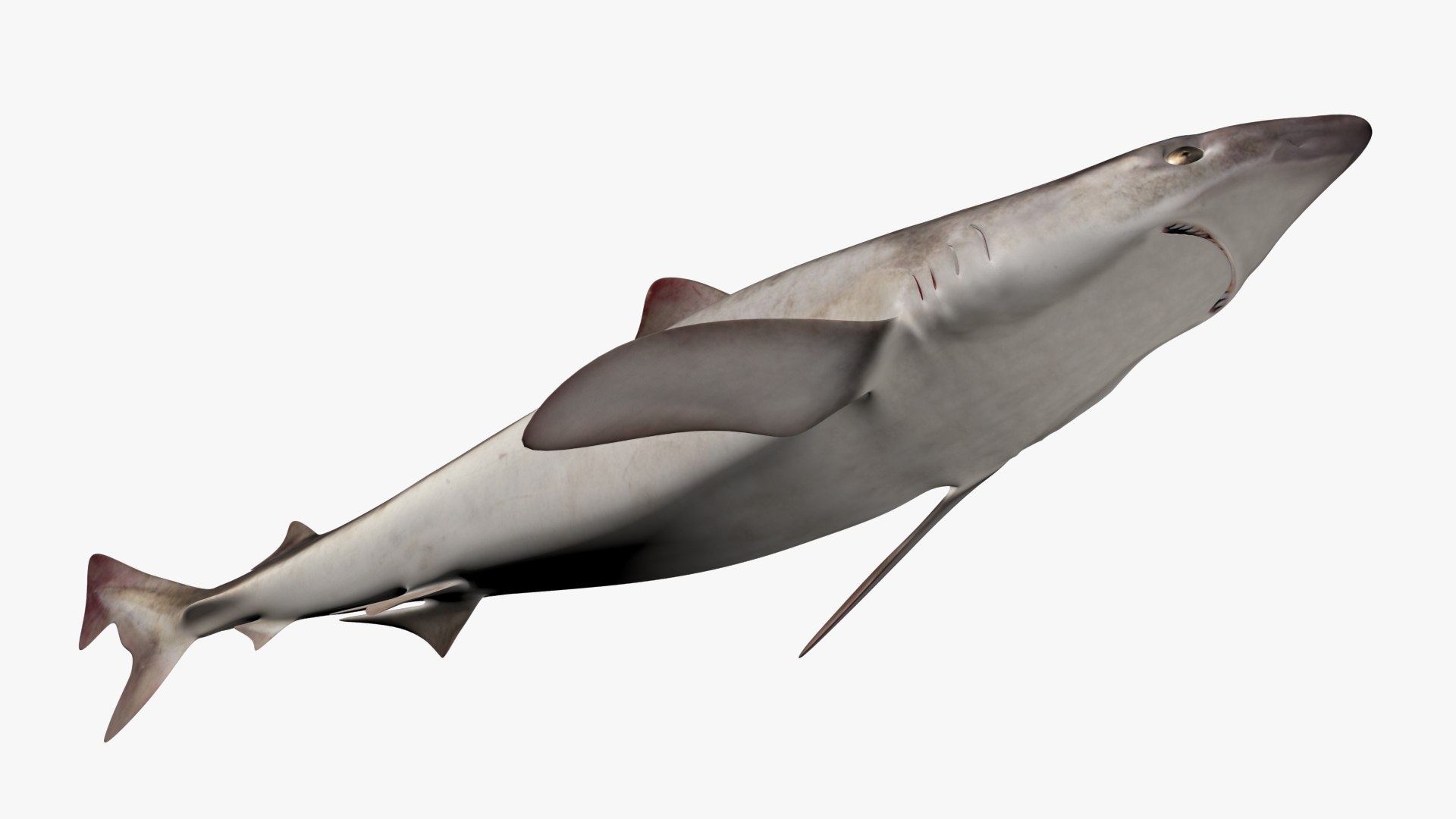 3D school shark https://p.turbosquid.com/ts-thumb/XA/1hvRtk/o6/3/jpg/1613478641/1920x1080/fit_q87/5cc2a36d43d655adda2c8a65c98db5ebf7b47497/3.jpg
