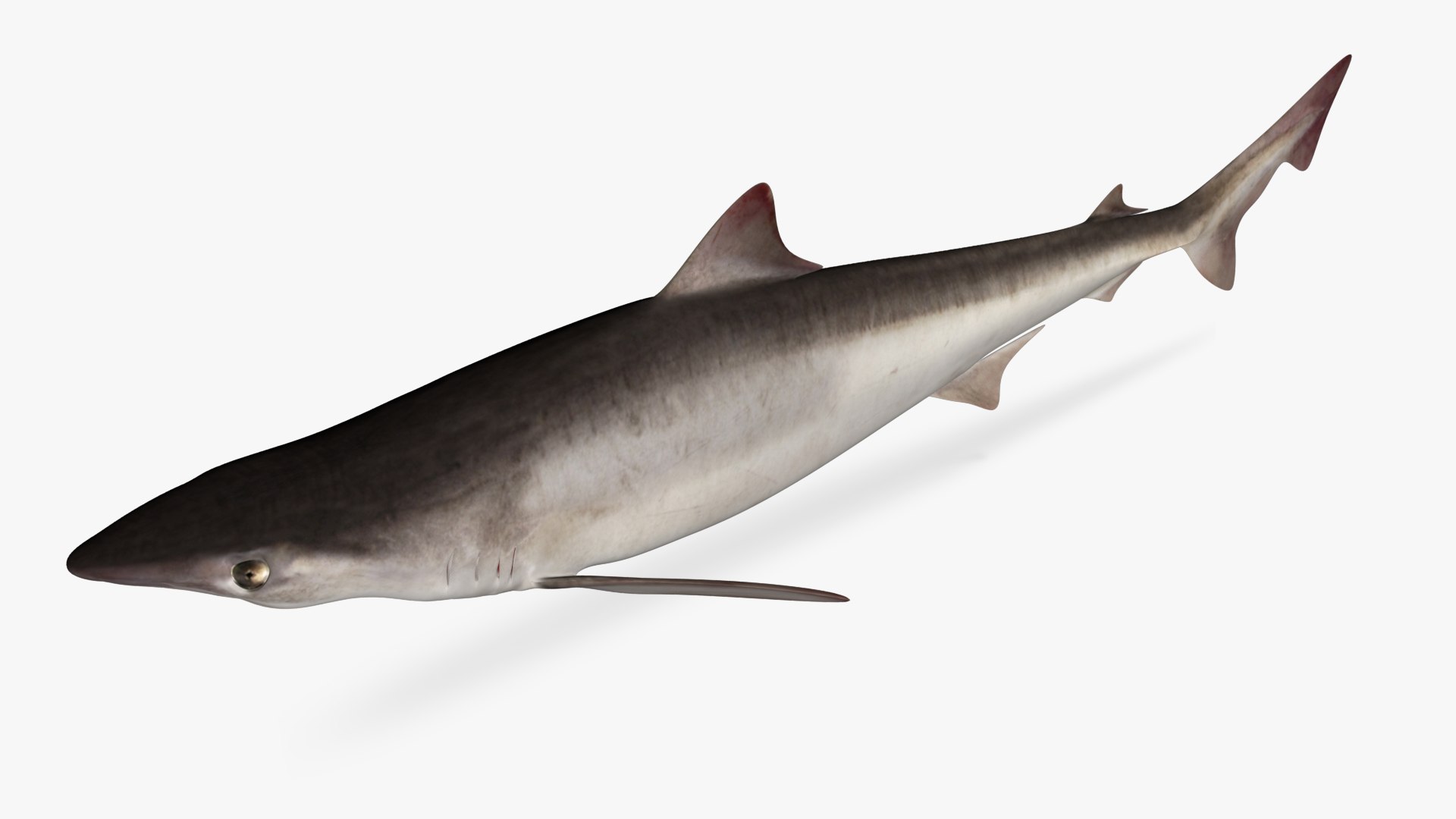 3D school shark https://p.turbosquid.com/ts-thumb/XA/1hvRtk/tw/4/jpg/1613478643/1920x1080/fit_q87/8987e907e94856555406c8b3d73f6e21b2a12b61/4.jpg