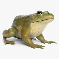 Bullfrog Animated