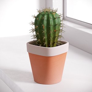 cactus flora plants 3D model