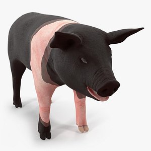 Hampshire Pig Piglet 3D Model