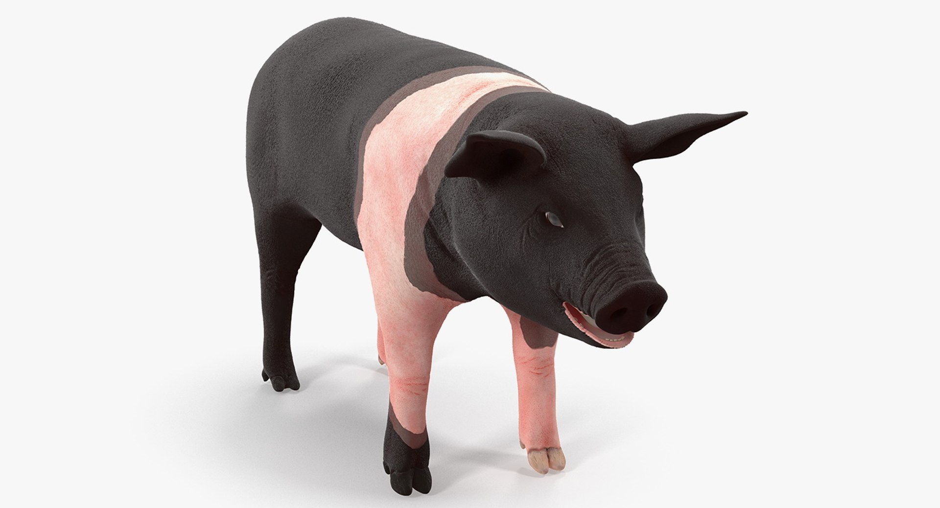 Hampshire Pig Piglet 3D Model 3D model preview