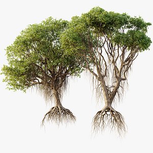 AV Mangrove Gray Avicennia Marina 3D model