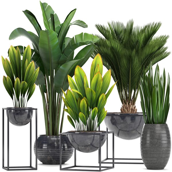 plantset250900.jpg