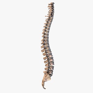 Human Spine