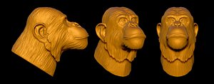 chimpanzee head