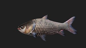 CarpFish