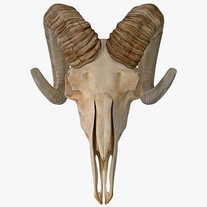 3d model goat skull 2