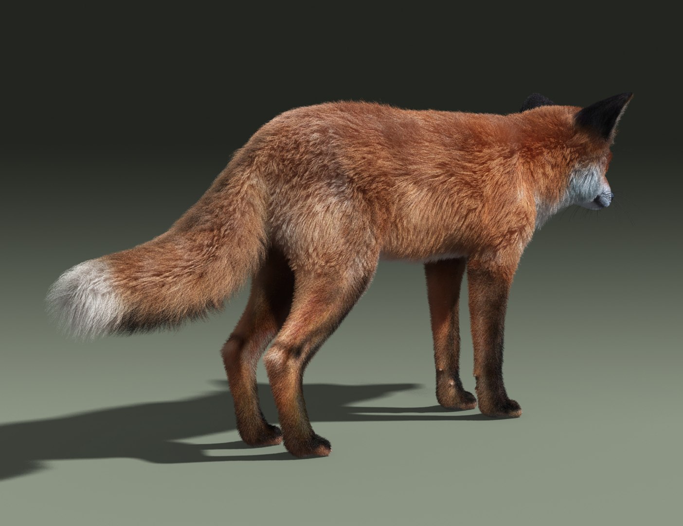 red fox fur hair animation 3d model https://p.turbosquid.com/ts-thumb/XA/tMfh1Q/31cqSWIR/red_fox_fur_03/jpg/1443967806/1920x1080/fit_q87/810542f65c5d36c45a682639be7600a9c74a56b5/red_fox_fur_03.jpg