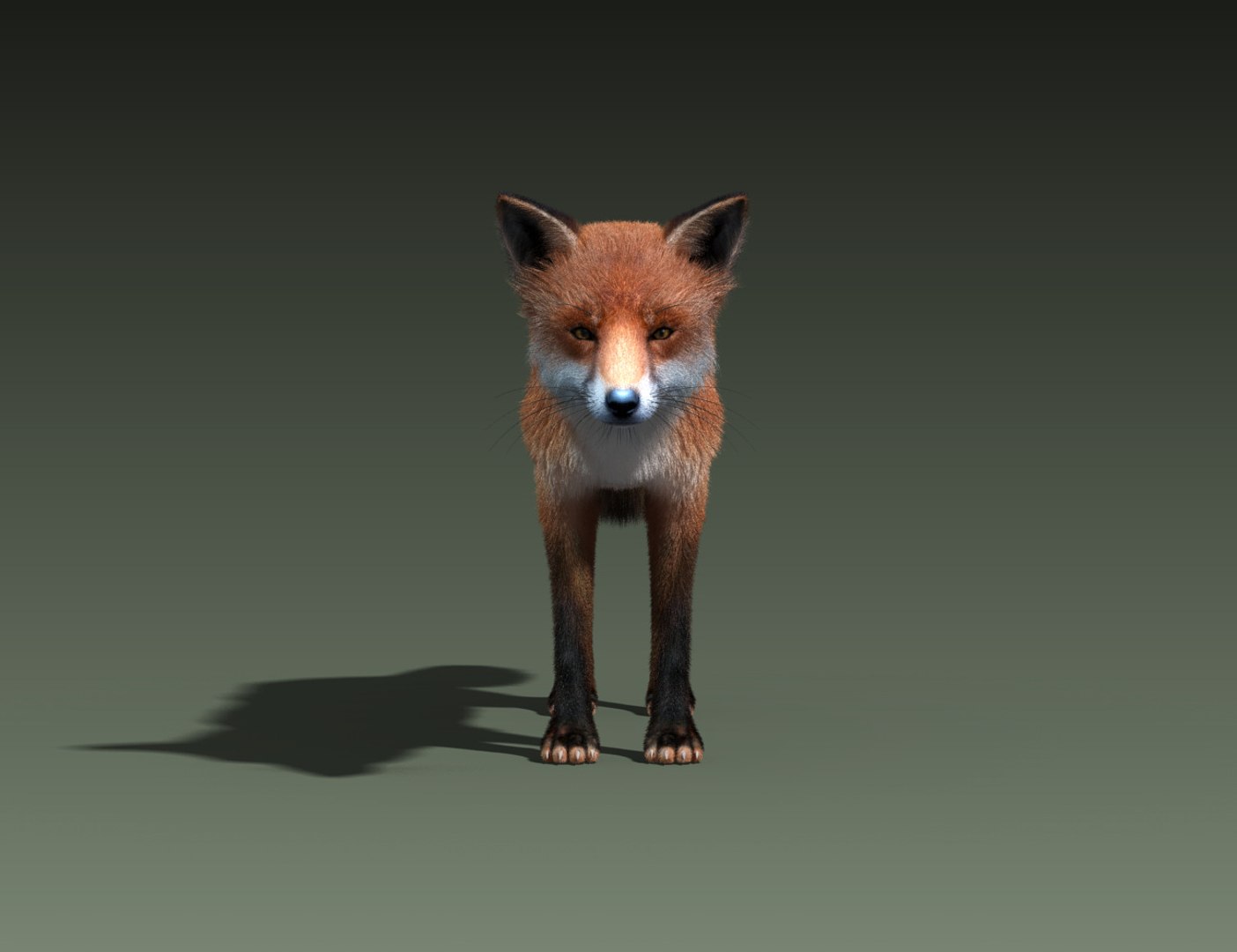 red fox fur hair animation 3d model https://p.turbosquid.com/ts-thumb/XA/tMfh1Q/4z4KNVeO/red_fox_fur_11/jpg/1443967806/1920x1080/fit_q87/414372fc874d457bacbb9d6f99ed0fa8d841a06e/red_fox_fur_11.jpg