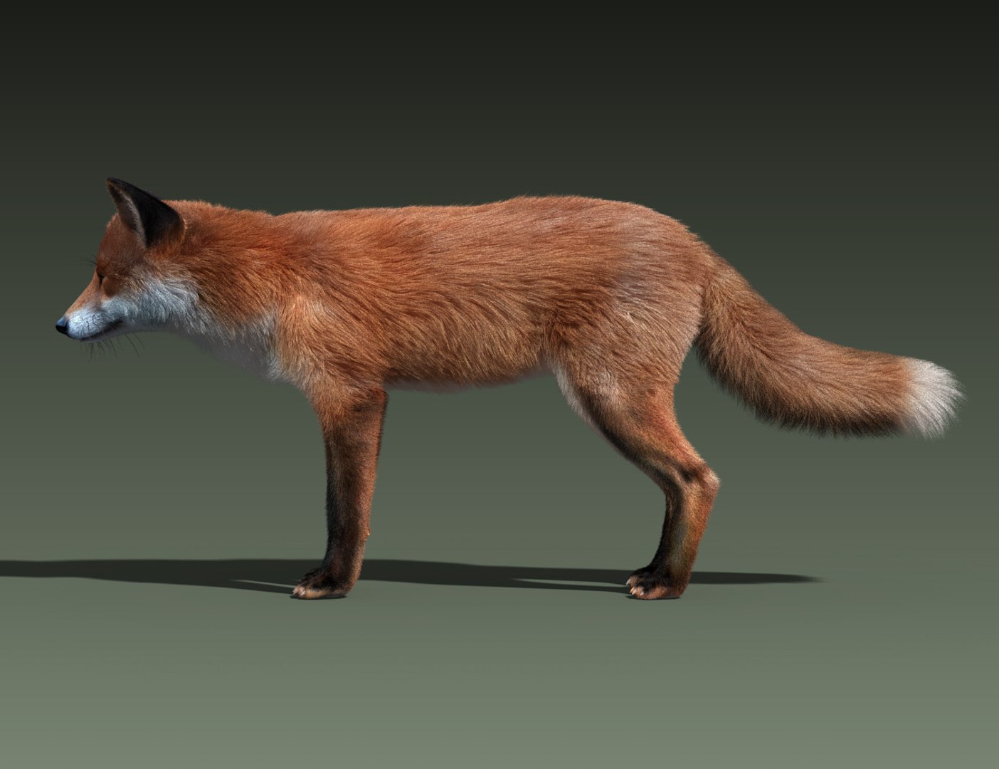 red fox fur hair animation 3d model https://p.turbosquid.com/ts-thumb/XA/tMfh1Q/6SKwuKch/red_fox_fur_09/jpg/1443967806/1920x1080/fit_q87/7596e89709e1b9116d72080d62b9f0a3cd847bf3/red_fox_fur_09.jpg