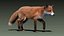 Red Fox (FUR) (ANIMATED)
