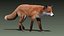 Red Fox (FUR) (ANIMATED)