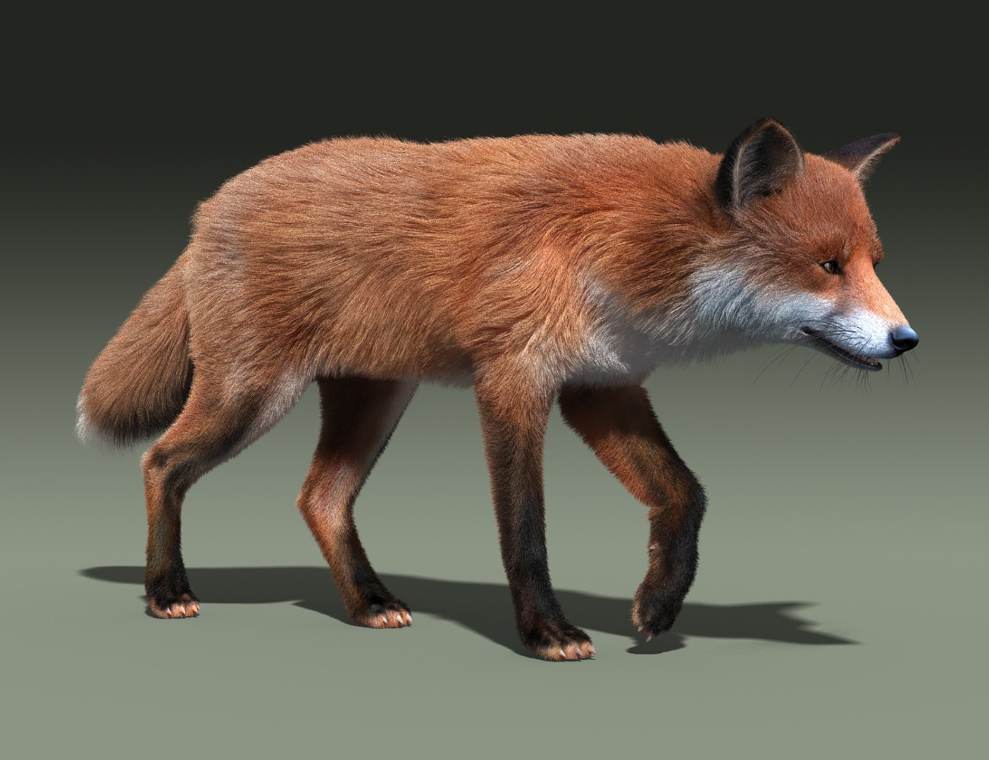red fox fur hair animation 3d model https://p.turbosquid.com/ts-thumb/XA/tMfh1Q/TI4WIrim/red_fox_fur_rigged_02/jpg/1443967774/1920x1080/fit_q87/2360206a30224fdbfa6e06ae589696e8f0246da4/red_fox_fur_rigged_02.jpg