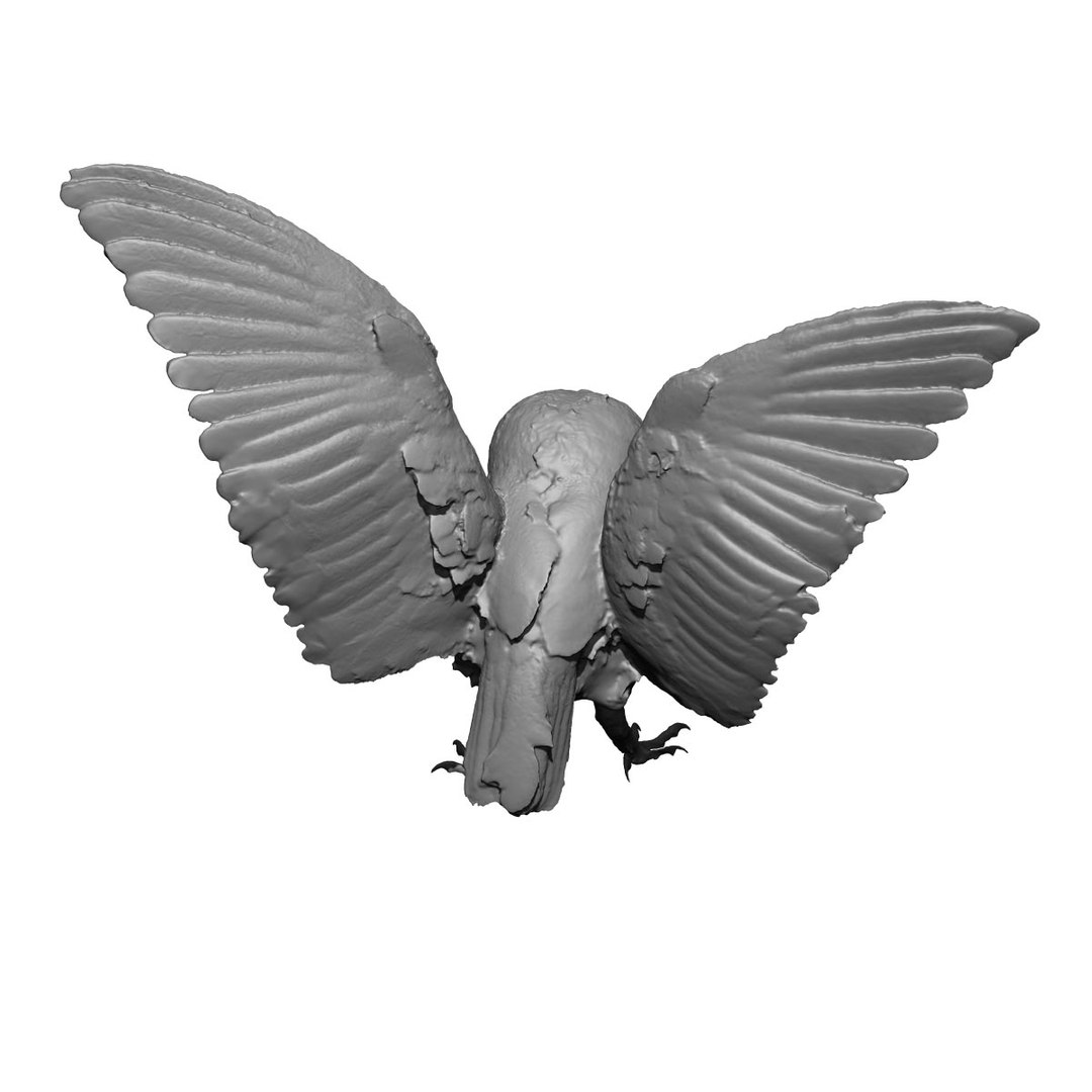 photogrammetry taxidermy barn owl model https://p.turbosquid.com/ts-thumb/XA/wjMK41/7hBPBdWS/7/jpg/1502192323/1920x1080/fit_q87/cbfe51343802e77691001ea0e7d5c32299668c2d/7.jpg