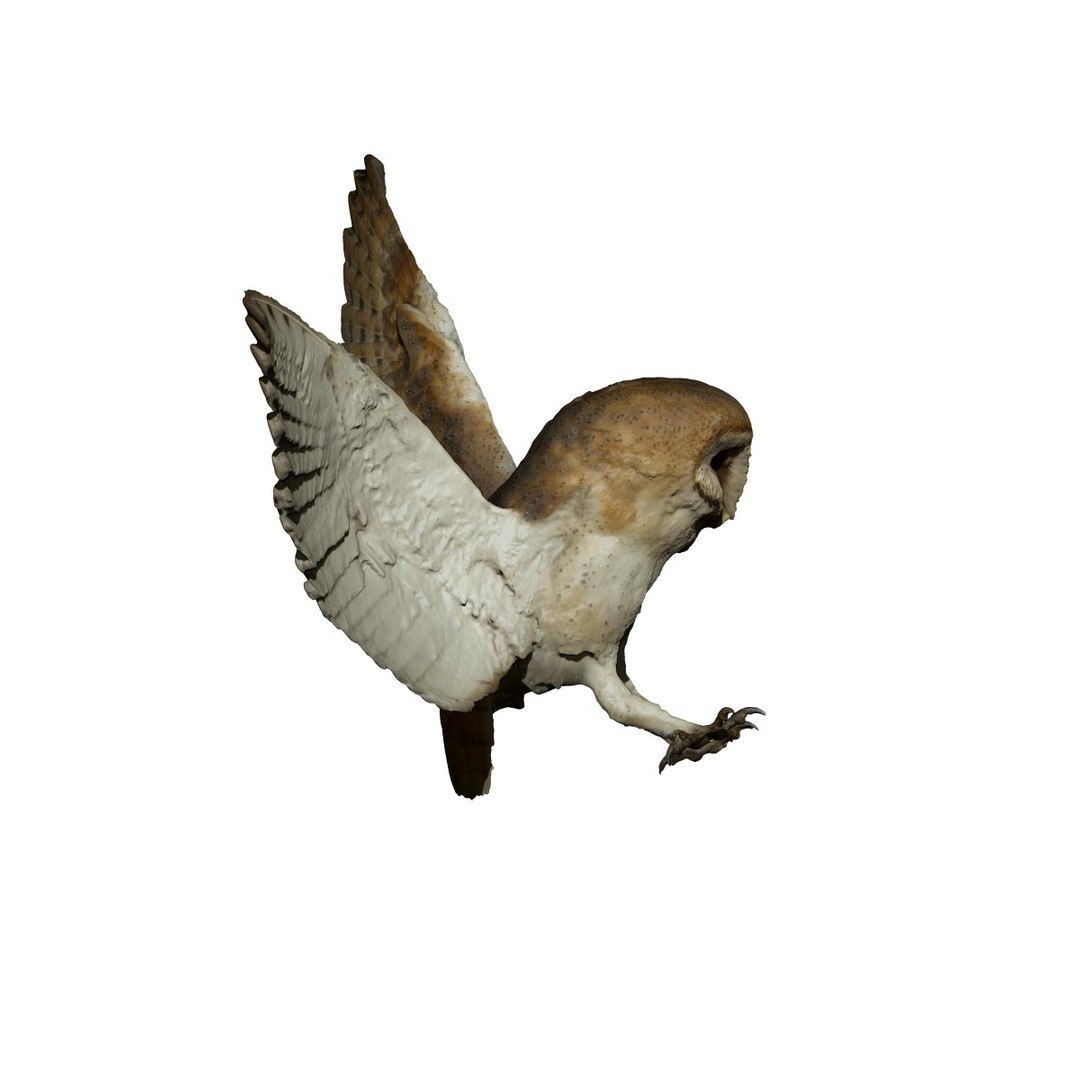 photogrammetry taxidermy barn owl model https://p.turbosquid.com/ts-thumb/XA/wjMK41/Cp1UiSor/9/jpg/1502192424/1920x1080/fit_q87/7fb26b50926d4206dd2d7efe6c00497756ec6fd8/9.jpg