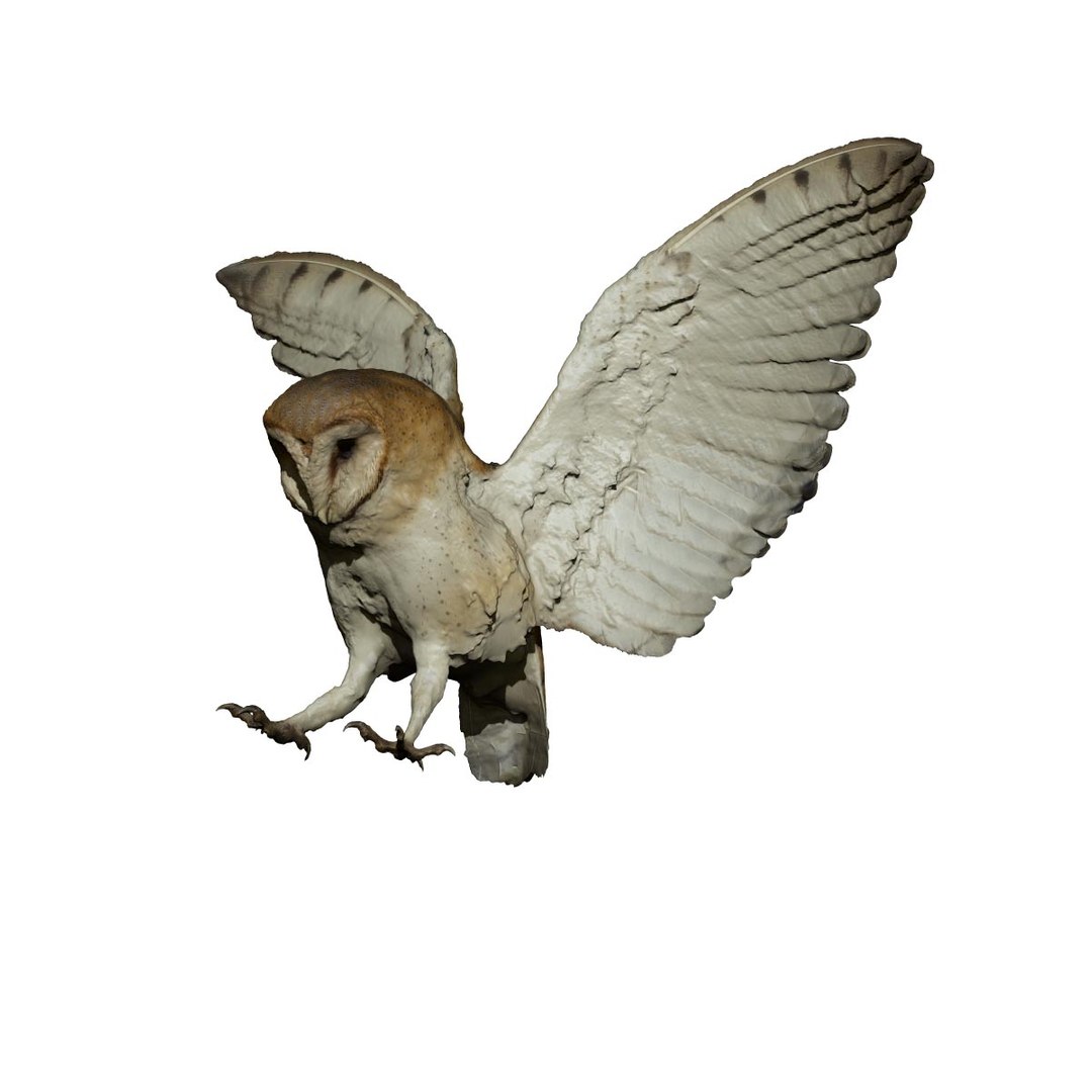 photogrammetry taxidermy barn owl model https://p.turbosquid.com/ts-thumb/XA/wjMK41/HGGTxCO0/4/jpg/1502192117/1920x1080/fit_q87/a3bf27751eea1ed1f34f10bd01edd41fb510e567/4.jpg