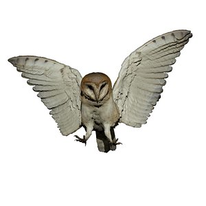 Barn Owl in-flight (taxidermy)
