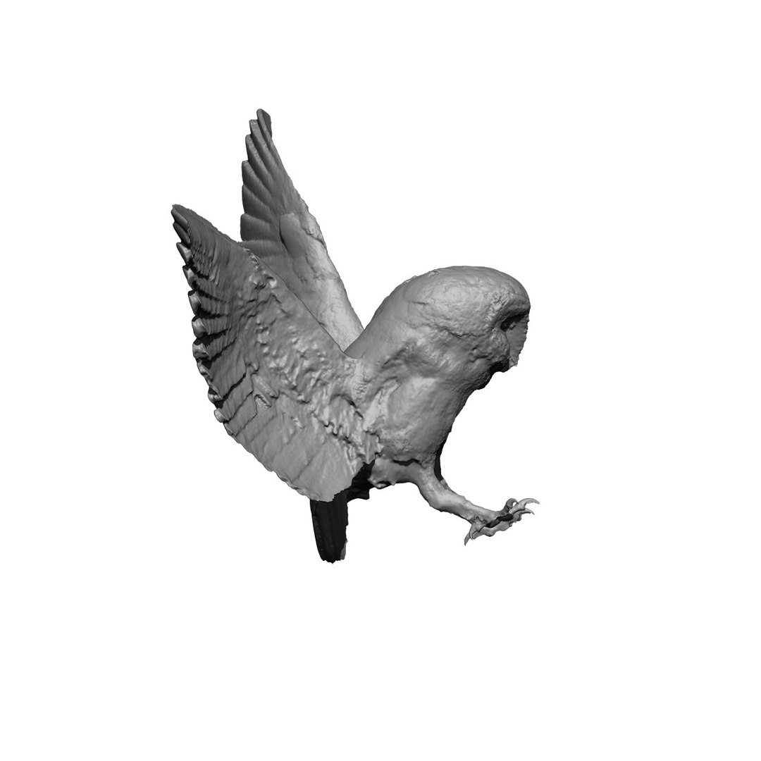 photogrammetry taxidermy barn owl model https://p.turbosquid.com/ts-thumb/XA/wjMK41/TZbWtfAd/8/jpg/1502192395/1920x1080/fit_q87/2dfd7b9dde9ea4c6d36558029f17aab92fa28c42/8.jpg
