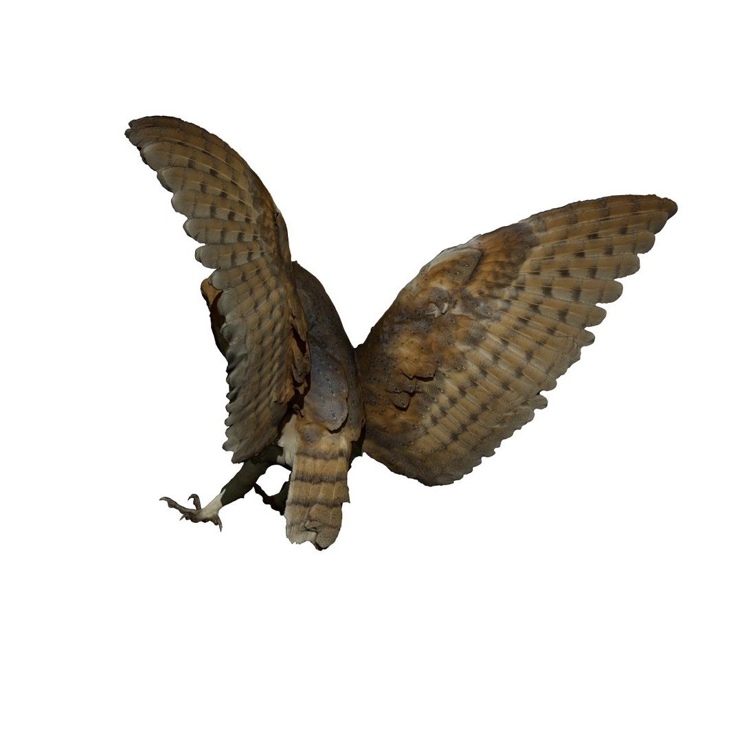 photogrammetry taxidermy barn owl model https://p.turbosquid.com/ts-thumb/XA/wjMK41/fnDy5Jf1/5/jpg/1502192138/1920x1080/fit_q87/a7cb9679764171ba885e7ee9d683780a30d8bd10/5.jpg