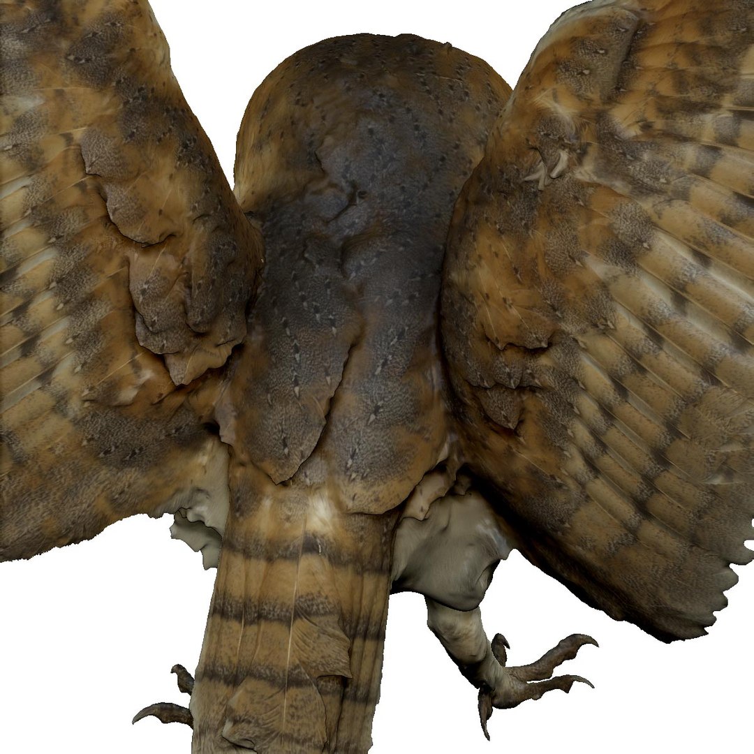 photogrammetry taxidermy barn owl model https://p.turbosquid.com/ts-thumb/XA/wjMK41/k4jhxQFC/11/jpg/1502192529/1920x1080/fit_q87/eb2f44d0872bc24eb2b634ec974d929f91425caa/11.jpg