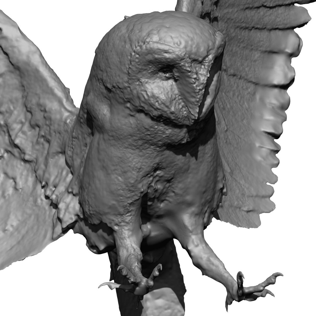 photogrammetry taxidermy barn owl model https://p.turbosquid.com/ts-thumb/XA/wjMK41/mntcXE7a/13/jpg/1502192613/1920x1080/fit_q87/5192a782d79a73c9d23a9915528153d5f683d52d/13.jpg