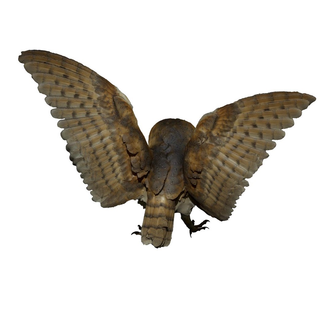 photogrammetry taxidermy barn owl model https://p.turbosquid.com/ts-thumb/XA/wjMK41/rlw2MmvQ/6/jpg/1502192151/1920x1080/fit_q87/938af8c79629de9f402e4decd38230ad48ff2a14/6.jpg