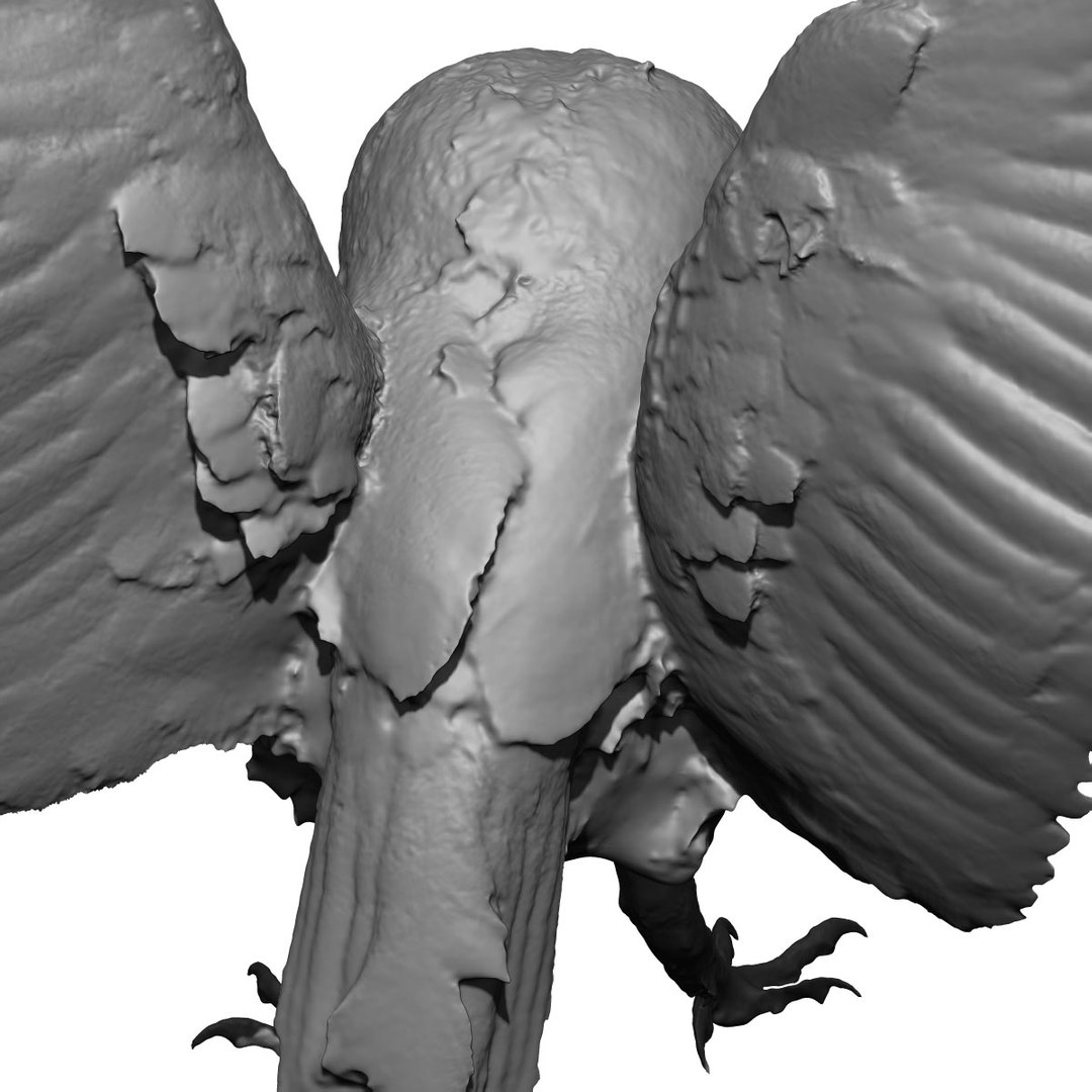 photogrammetry taxidermy barn owl model https://p.turbosquid.com/ts-thumb/XA/wjMK41/x2py38Lm/12/jpg/1502192591/1920x1080/fit_q87/c22157e81959848ec49433f13387345212635fb1/12.jpg