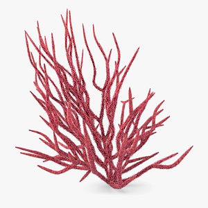 3D Gorgonacea Coral 03