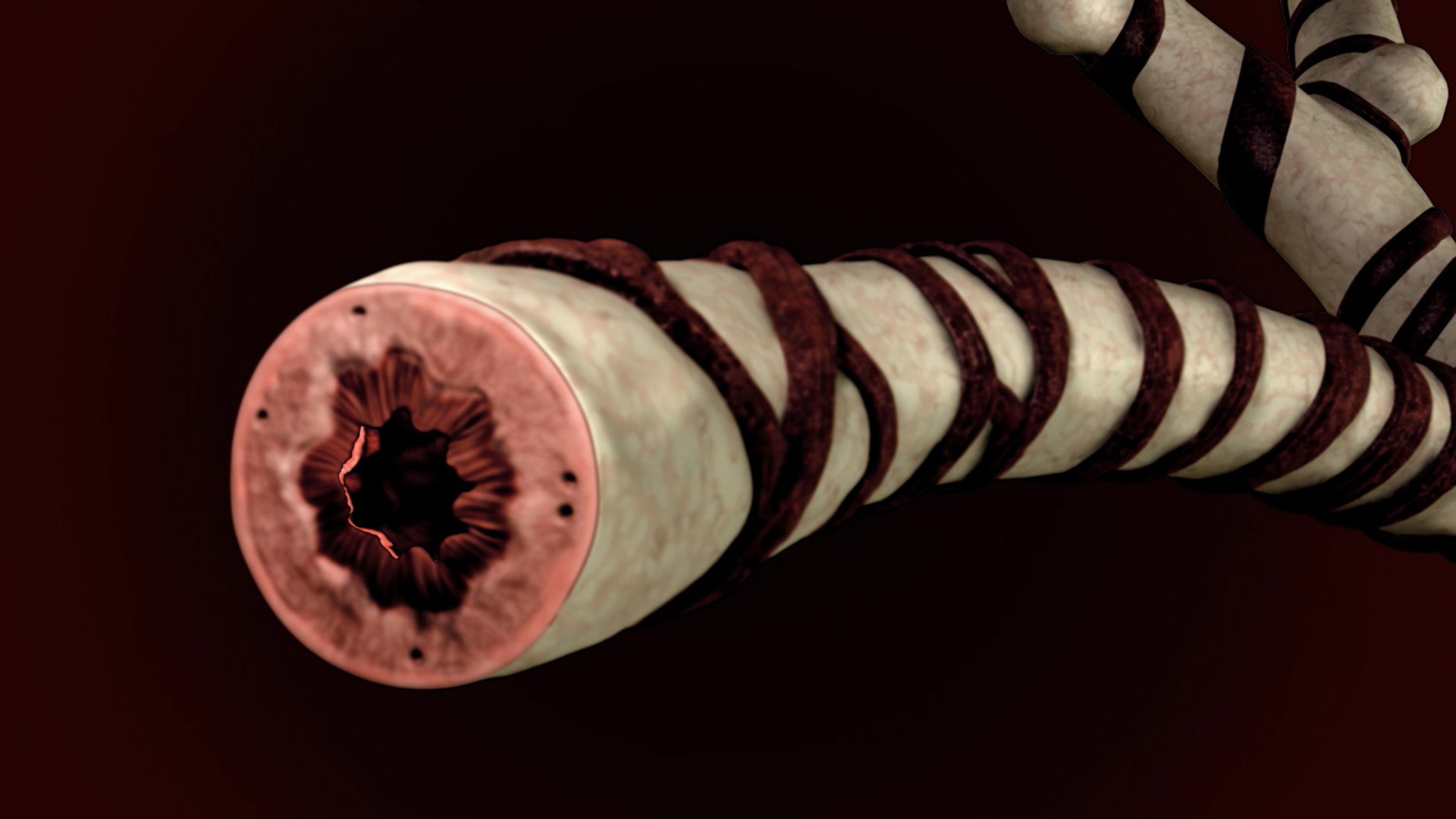 3d model bronchial tube anatomy https://p.turbosquid.com/ts-thumb/XB/1nJsTL/1OuVtTLM/bronquio_4/jpg/1287561994/1920x1080/fit_q87/e170e8de841b3bbc4f4d26c4f6a93f8ec62ff6c7/bronquio_4.jpg