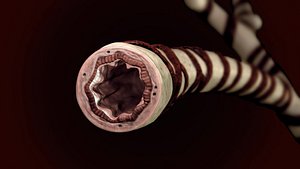 3d model bronchial tube anatomy