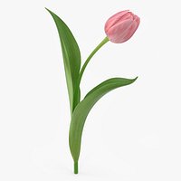 Tulip 8