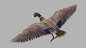 mallard